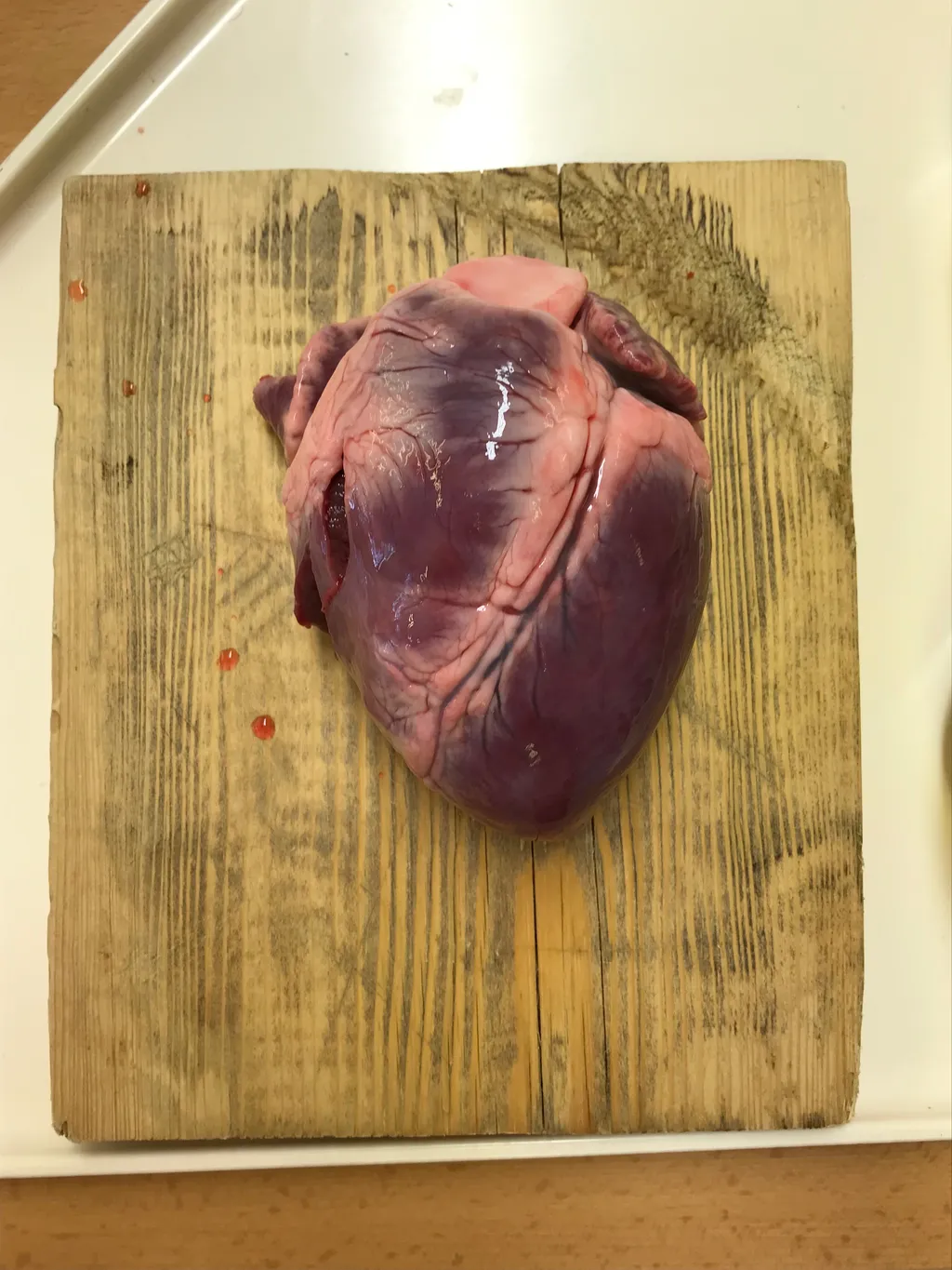 Archivní snímek 4 k článku „Projektový den pro 3. ročník BPČ - pitva prasečího srdce“ (2019-02-13).