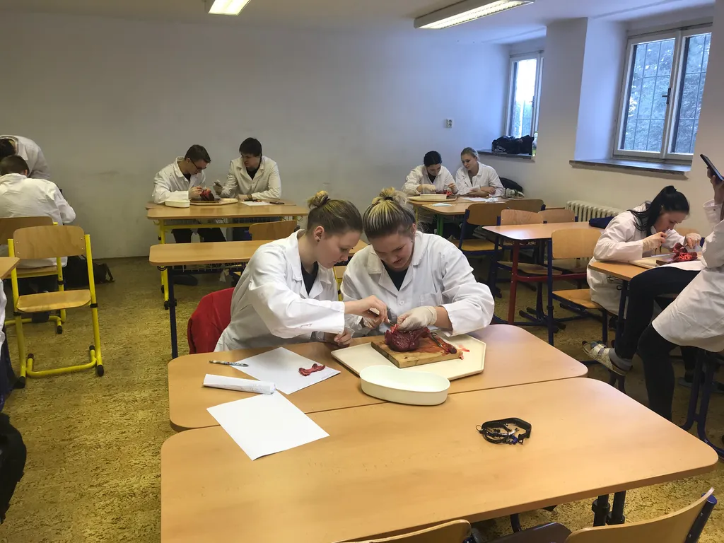 Archivní snímek 5 k článku „Projektový den pro 3. ročník BPČ - pitva prasečího srdce“ (2019-02-13).